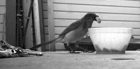 blue jay taking a peanut