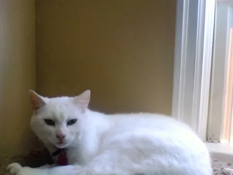 gus t cat lounging