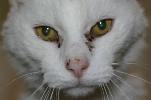 gus t kitty