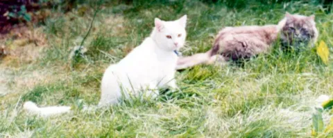 gus kirakitty