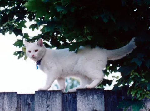gus on fence