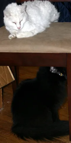 ceiling cat and basement cat