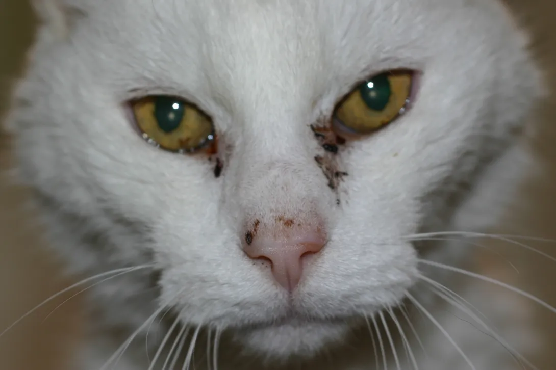 gus t kitty