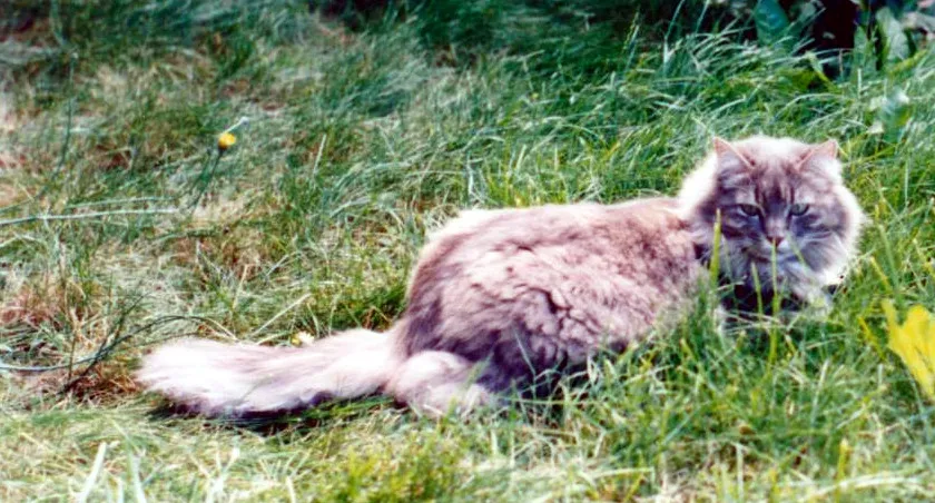 kira in yard
